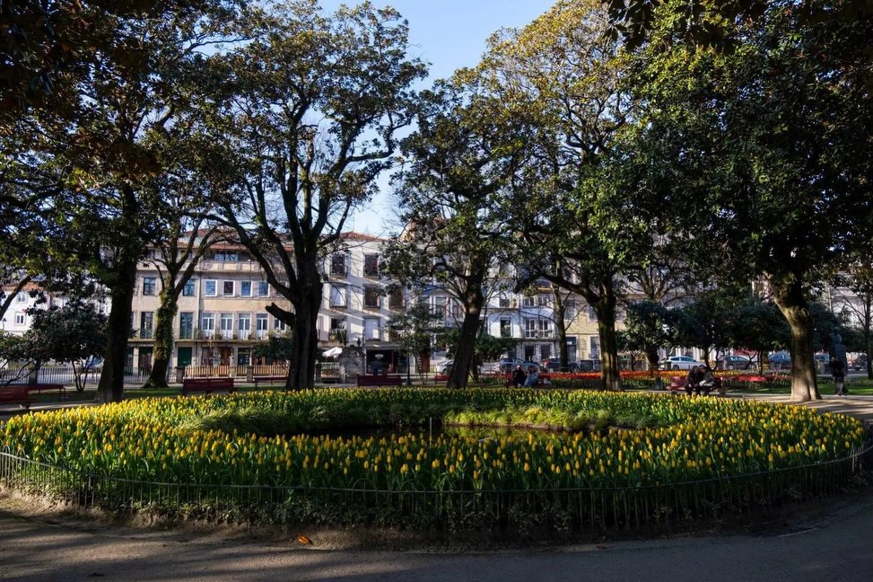 Tulipas em flor nos Jardins de São Lázaro, no Bonfim, integradas na plantação de milhares de flores em espaços verdes da cidade.