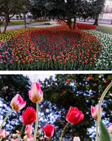 Tulipas em flor nos Jardins de São Lázaro, no Bonfim, integradas na plantação de milhares de flores em espaços verdes da cidade.