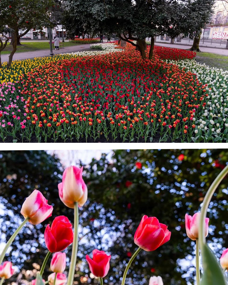 Tulipas em flor nos Jardins de São Lázaro, no Bonfim, integradas na plantação de milhares de flores em espaços verdes da cidade.