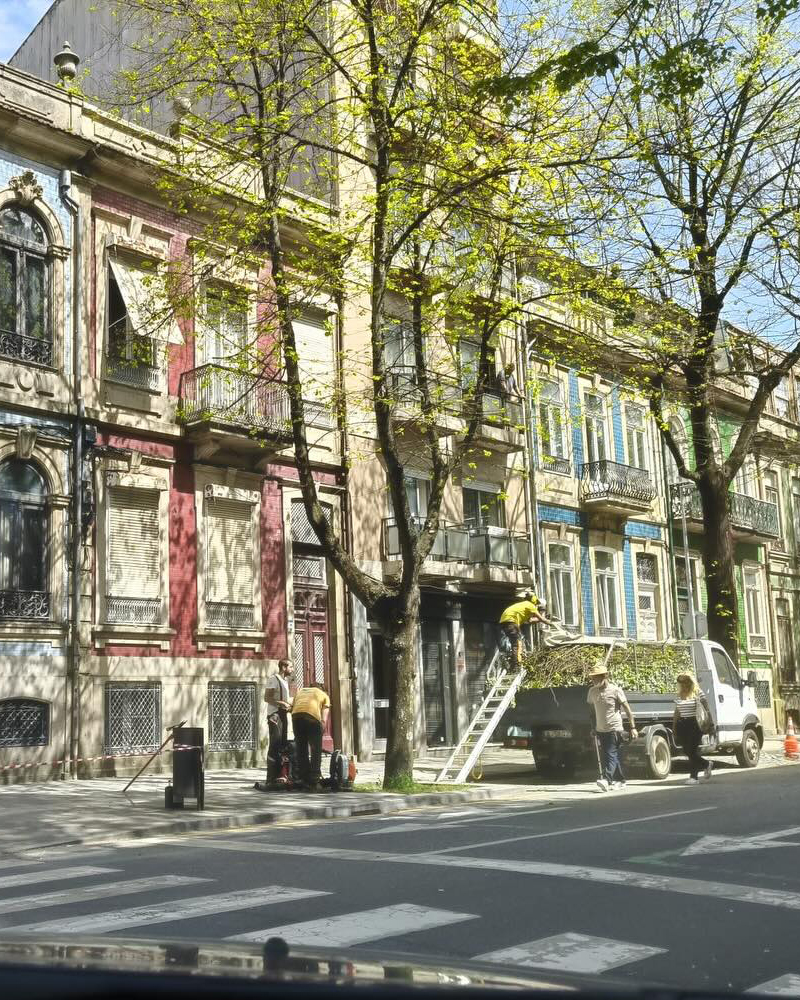 Trabalhos de poda de árvores na Avenida Rodrigues de Freitas, com intervenção municipal para melhorar a segurança e o aspeto da via.
