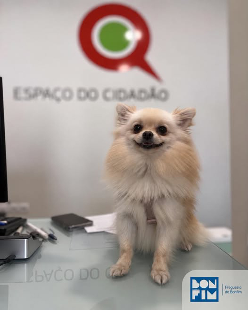 Cão de companhia, numa campanha de sensibilização da Junta de Freguesia do Bonfim para a importância do registo, identificação e licenciamento anual dos cães.